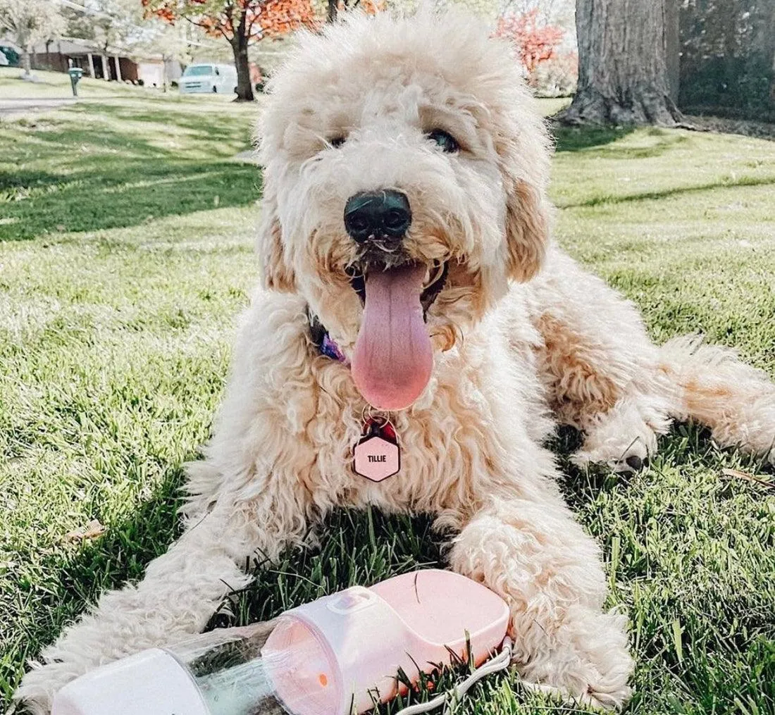 2-in-1 PORTABLE Pet Feeder - Pink