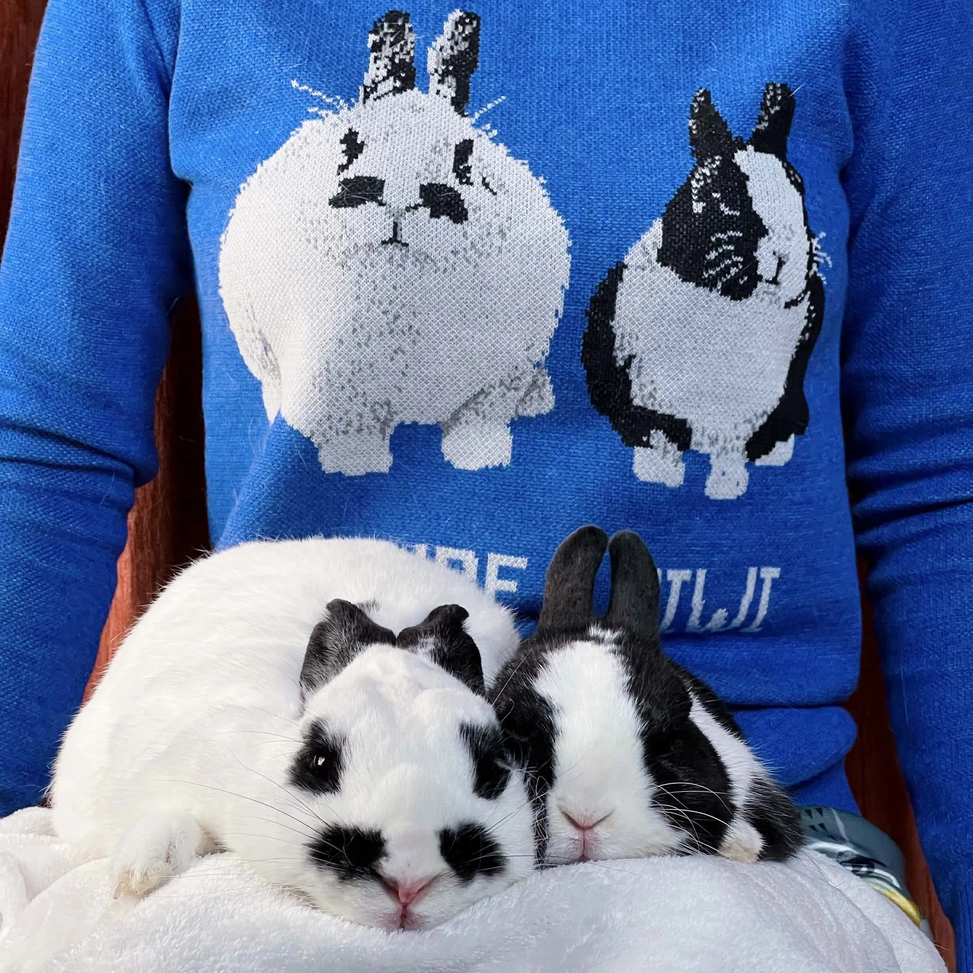 Full-Body Pet Custom Sweater