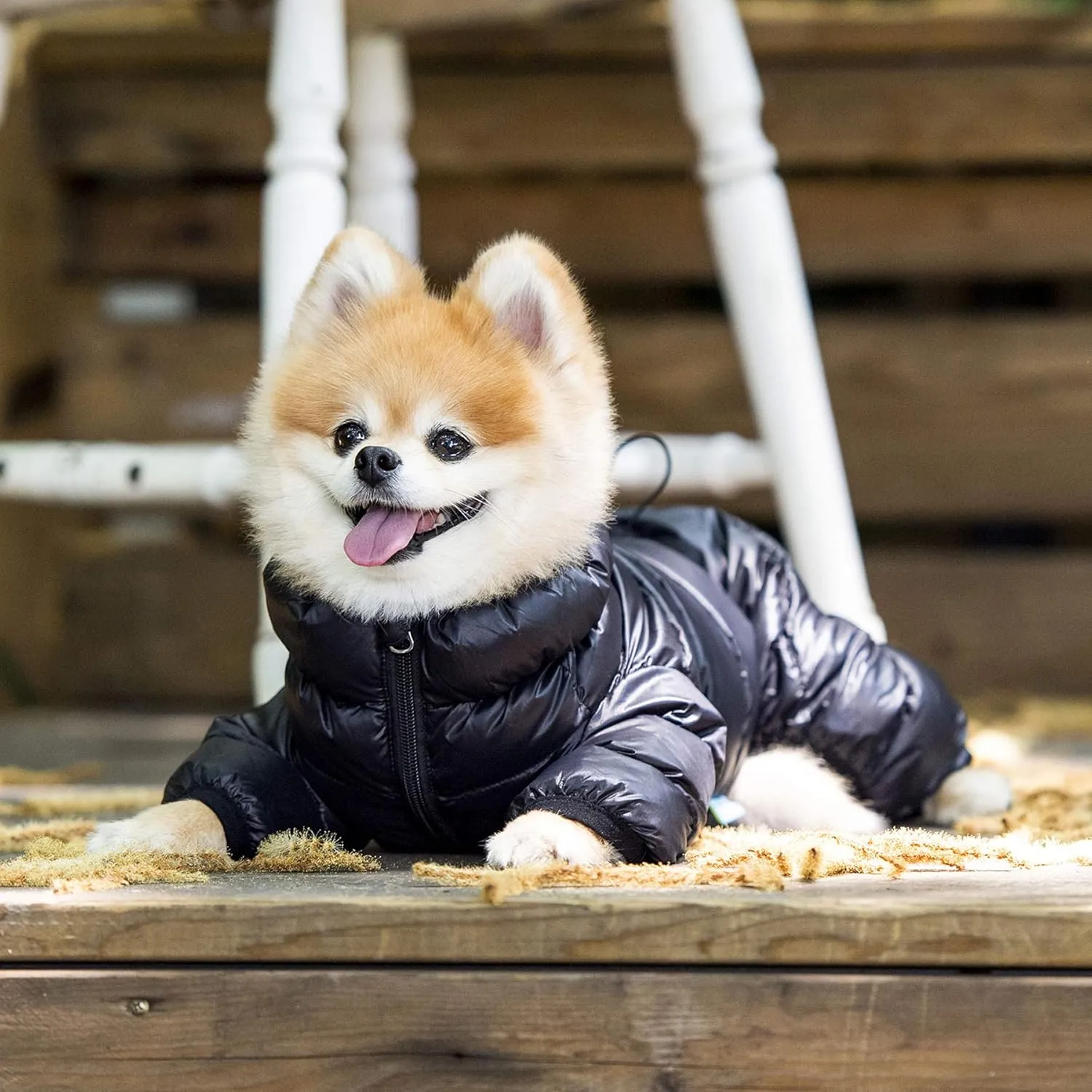Puppia Winter Ultralight Dog Jumpsuit B Waterproof Warmth for Cold Weather Zipper Closure for Small and Medium Dogs, Black, Medium